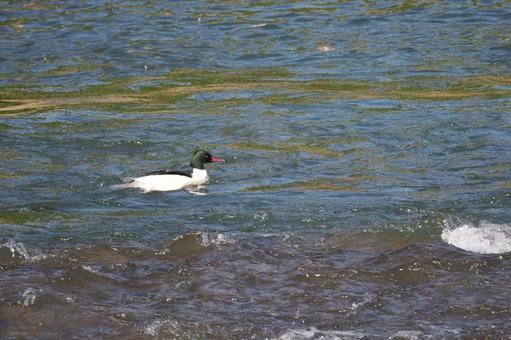 Photo, bird, common merganser, male, 