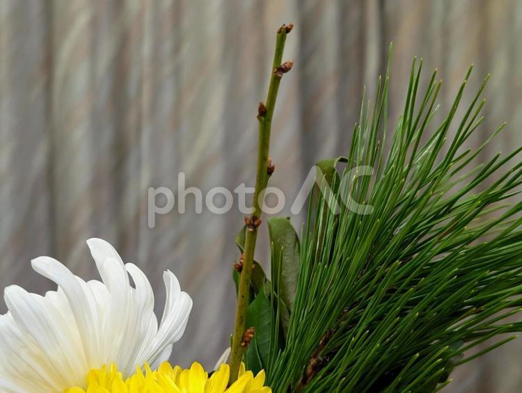 ハイマツの葉と白い菊と新芽 ハイマツ,枝,新芽の写真素材