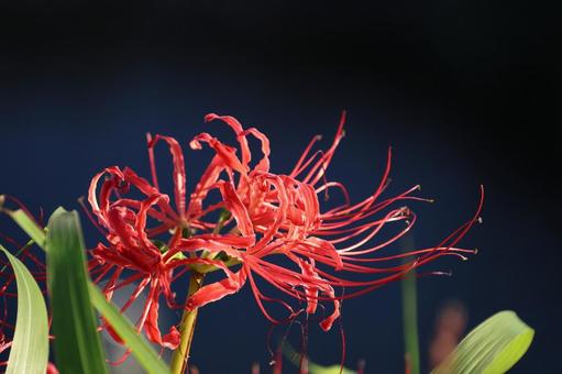 彼岸花18 彼岸花,曼珠沙華,カミソリバナの写真素材