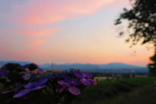夕焼けと紫陽花②の写真