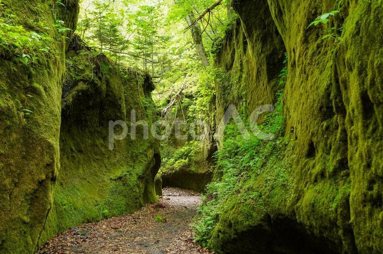 新緑の季節の苔の回廊② 苔の回廊,苔,回廊の写真素材