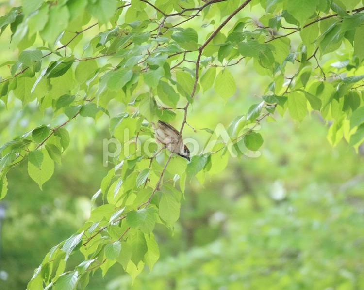 木の枝にとまるすずめ すずめ,鳥,生き物の写真素材
