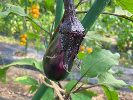 野菜2 野菜2の写真