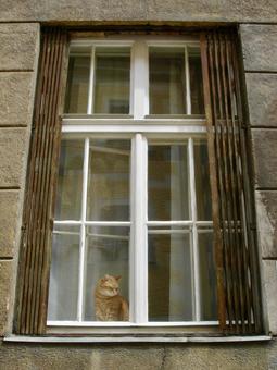 窓辺に座る猫 ウィーン 窓辺に座る猫 ウィーンの写真