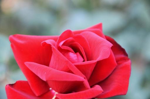 薔薇 薔薇 薔薇,花,綺麗の写真素材