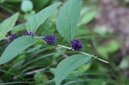 紫色のスズカケソウの花の野草のアップの写真