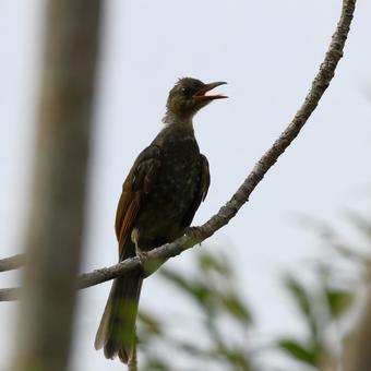 親を呼ぶヒヨドリの若鳥 やんばるの森 親を呼ぶヒヨドリの若鳥 やんばるの森の写真