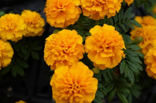 マリーゴールド(イエロー) マリーゴールド(イエロー) マリーゴールド,イエロー,黄色の写真素材