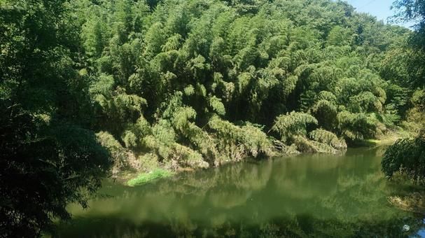 川の流れと竹林 竹林,川,河川の写真素材