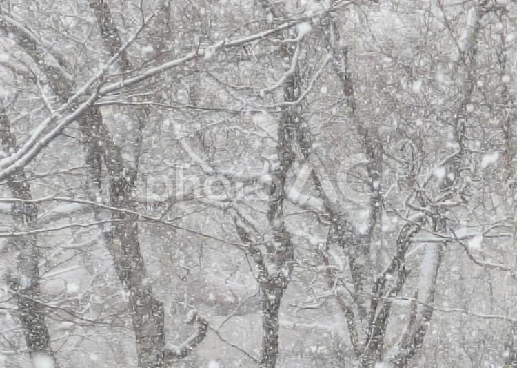 冬の森林 冬,雪,森林の写真素材