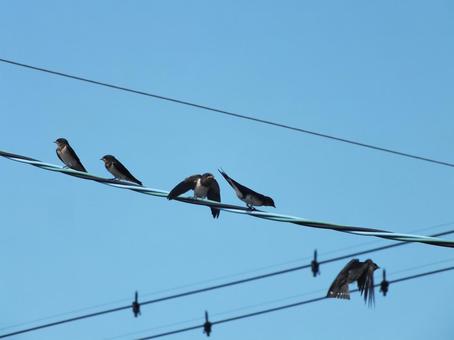 燕の子が並ぶ電線 飛ぶ燕 燕の子が並ぶ電線 飛ぶ燕 燕,燕の子,鳥の写真素材