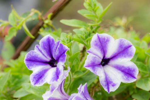 ペチュニア⑺ 花,ペチュニア,植物の写真素材