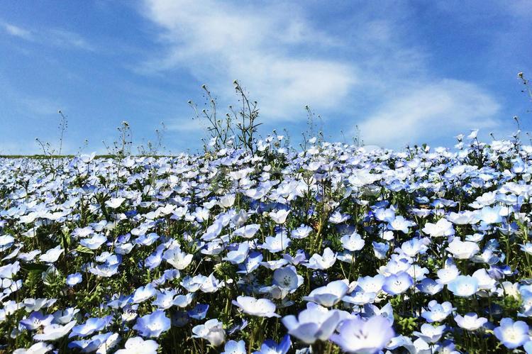 ネモフィラ（国営ひたち海浜公園） ネモフィラ,国営ひたち海浜公園,花の写真素材