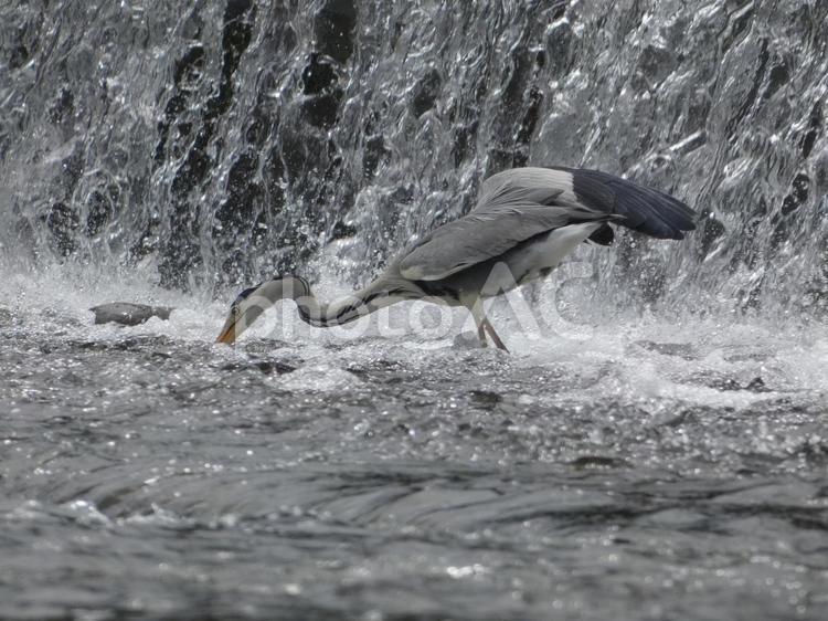 魚を獲る瞬間のアオサギ 鳥,野鳥,アオサギの写真素材