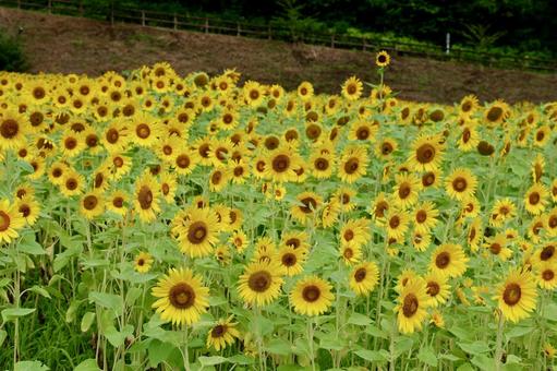 横須賀, くりはま花の国のひまわり畑 横須賀, くりはま花の国のひまわり畑の写真