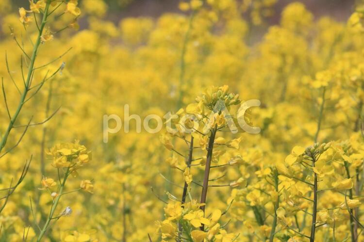 花の満員電車 菜の花,菜の花畑,春の写真素材