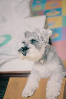 ミニチュアシュナウザー ミニチュアシュナウザー ミニシュナ,ミニチュア,シュナウザーの写真素材