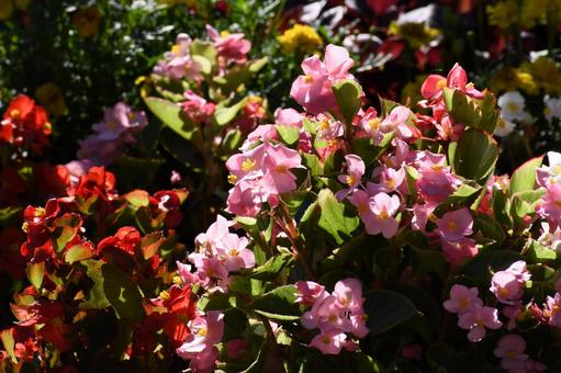 ベコニア ベコニア ベコニア,花,可憐の写真素材