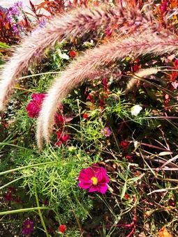 きれいな植物 きれいな植物の写真