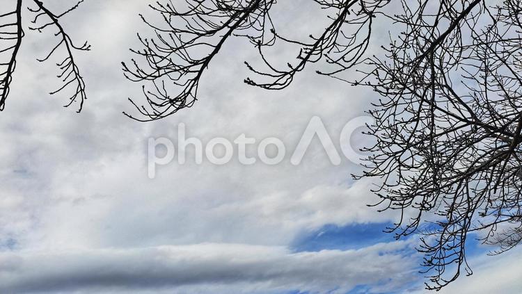 冬空と枯れ木 初冬,枝,空の写真素材