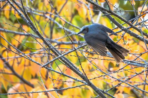 ヒヨドリ(31) 鳥,鳥類,ヒヨドリの写真素材