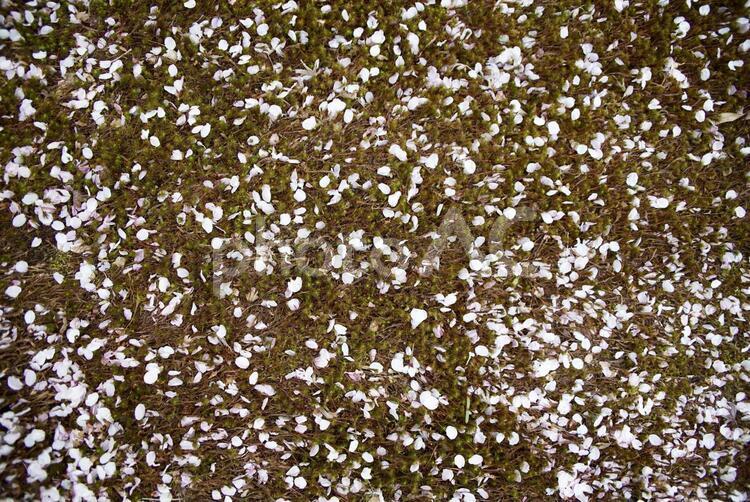地面に落ちた桜の花びら 桜,地面,春の写真素材