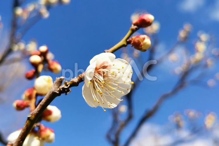 春の予感：白梅の花 花,梅花,梅の写真素材