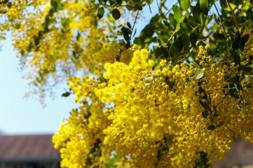 青空に映えるミモザの花 青空に映えるミモザの花の写真