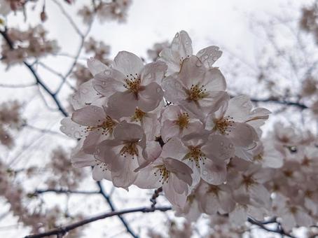 物憂げな桜 物憂げな桜の写真