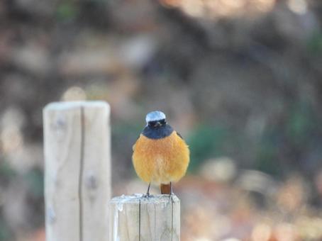 木の杭にとまるジョウビタキ 木の杭にとまるジョウビタキの写真
