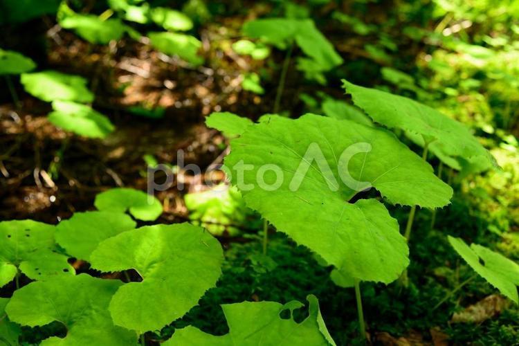 ハート型の葉の群生 山草,ハート型,自然の写真素材