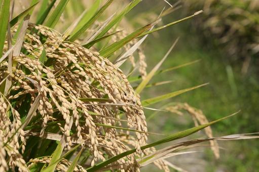 刈取前の稲作風景 稲,稲穂,アップの写真素材