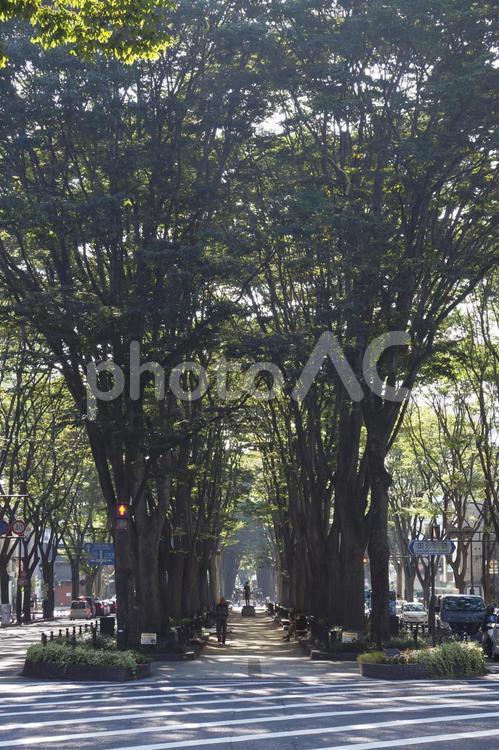 仙台の定禅寺通りケヤキ並木 宮城県観光 遊歩道,定禅寺,公園の写真素材