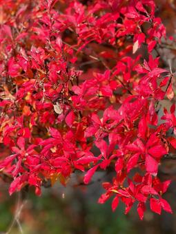真っ赤だな 紅葉,秋,真っ赤の写真素材