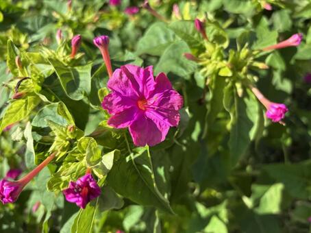 夕方に咲く鮮やかなピンクのオシロイバナ﻿ オシロイバナ,白粉花,花の写真素材
