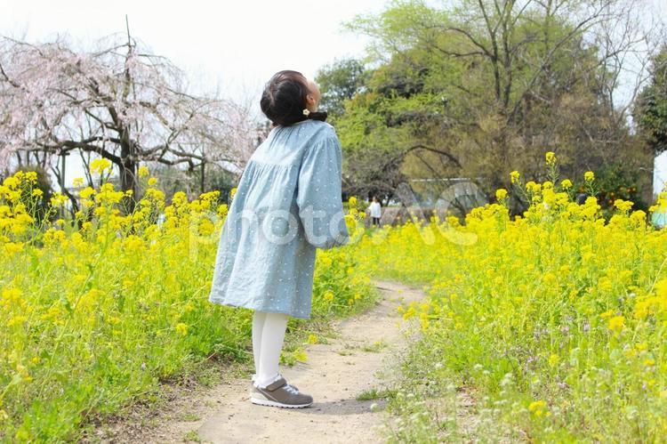 満開の菜の花畑で空を見上げる女の子 菜の花畑,春,菜の花の写真素材