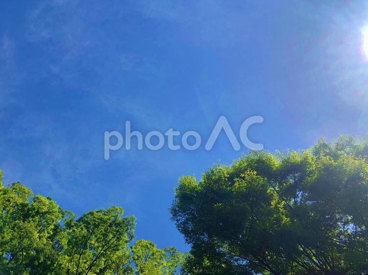 公園の木々と空 公園,木々,コピースペースの写真素材