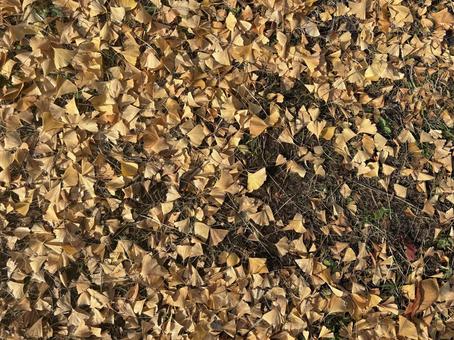 地面を覆うイチョウの落ち葉　銀杏　秋 銀杏,イチョウ,落ち葉の写真素材