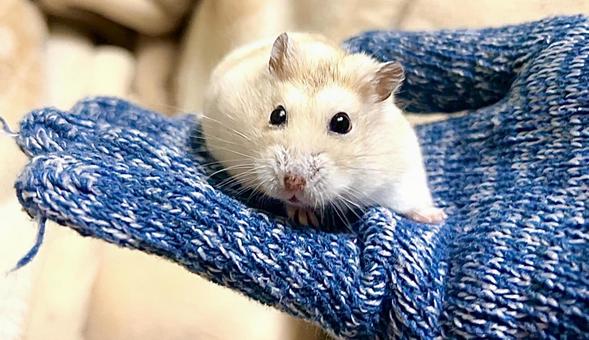 Cute yellow Djungarian hamster on hand, JPG