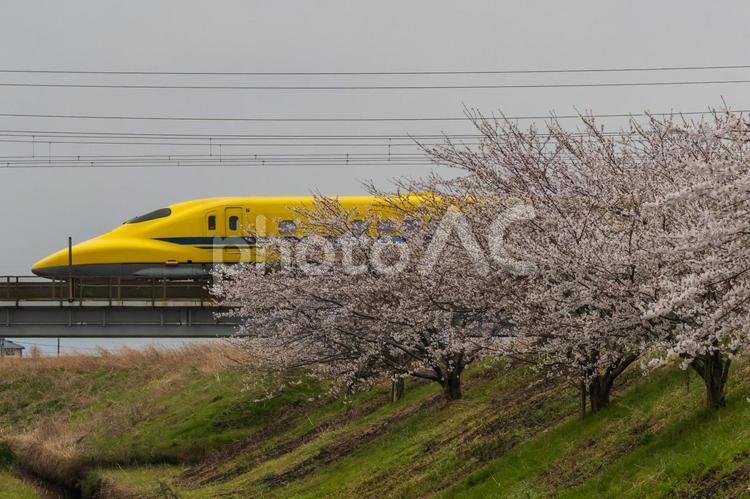ドクターイエローと桜 ドクターイエロー,桜,鉄道の写真素材