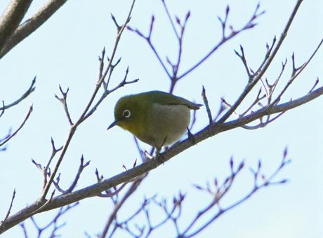 White-eye White-eye