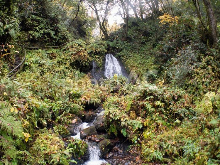 雰囲気のある森の中 白玉の滝 新潟 森,木,自然の写真素材