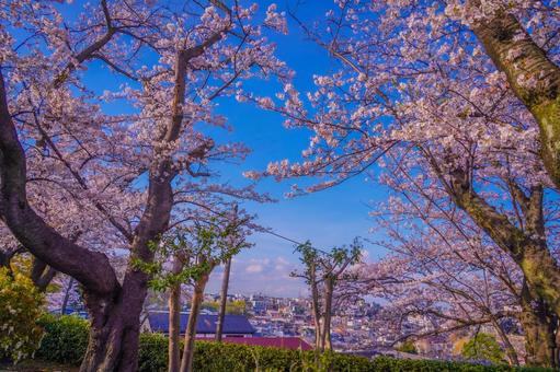 桜の隙間から見る街並み 桜の隙間から見る街並みの写真
