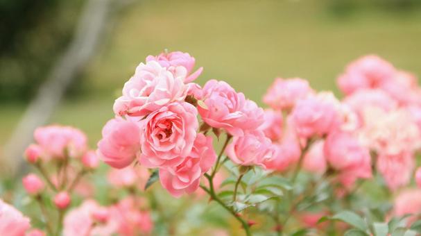 河津バカテル公園　秋バラ 薔薇,秋,花の写真素材