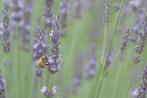 ラベンダーと蜜蜂 ラベンダーと蜜蜂の写真