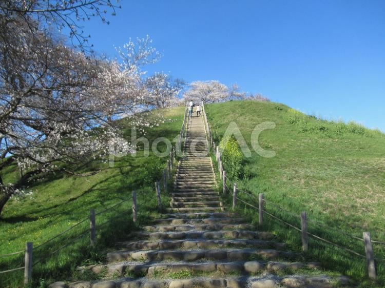 埼玉古墳群の丸墓山古墳と桜と青空 丸墓山古墳,最大級,大型円墳の写真素材