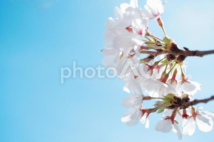 青空と美しい桜 春,サクラ,ピンクの写真素材