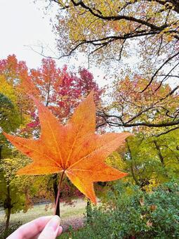 手で持つ葉っぱ モミジバフウ,紅葉,秋の写真素材