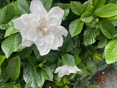 くちなしの花 純白 芳香 八重咲き くちなしの花 純白 芳香 八重咲きの写真