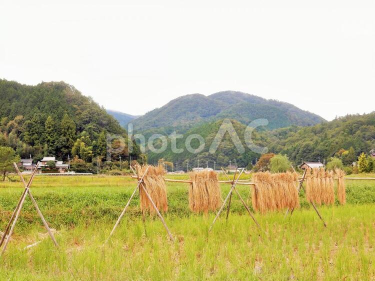 田舎の稲木 稲木,秋,田園の写真素材
